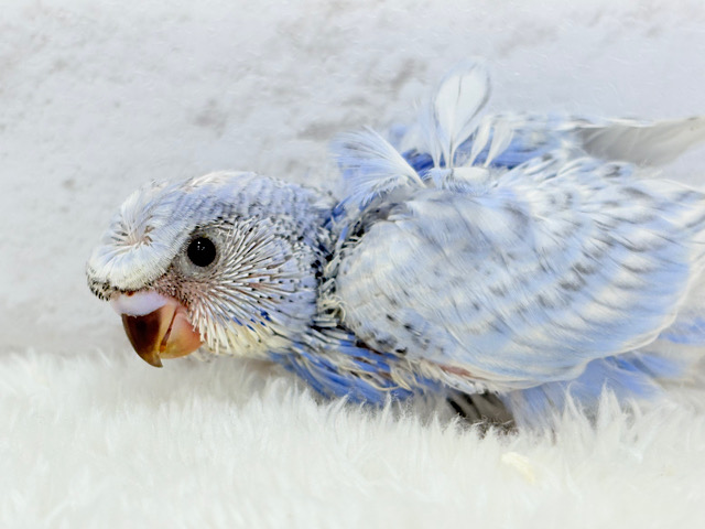 オイラの頭すごいだろ〜〜🐣🌀梵天セキセイインコ(スパングル) ヒナ