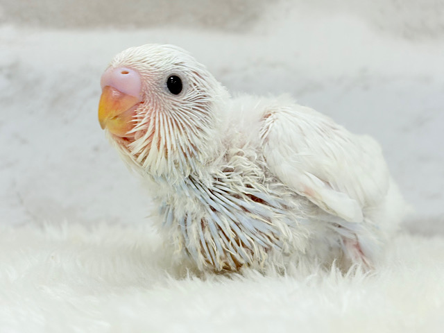 真っ白ホワイトソーダ🐣🫧セキセイインコ ヒナ
