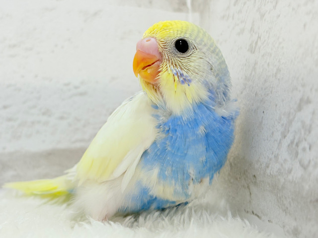 おめめくりっくり♥ベビーフェイス🐣🫧セキセイインコ(パステルレインボーパイド) ヒナ