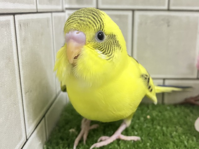 ✨最新画像✨ばちこん❕✧︎*。おめかしはではで？🎀👀✨　セキセイインコ