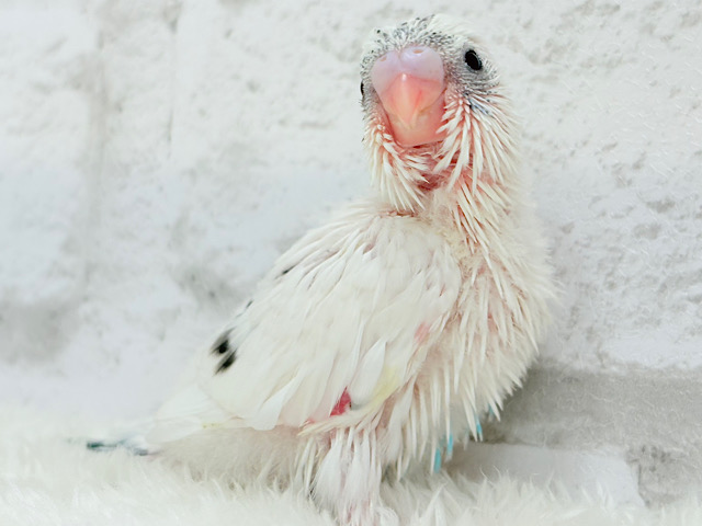 背中のポッチを数えてみよう🐣💫セキセイインコ(白ハルクイン) ヒナ