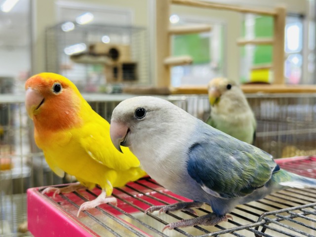 色とりどり💛💚💗～ラブバードフェア開催～🌸