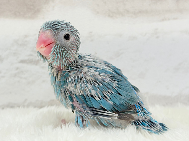 小さいけれどアピール力も存在感も大きいよ‪☆マメルリハ(ブルー) 女の子 ヒナ