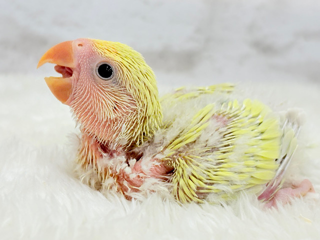 癒し効果バツグンの色合いとお顔〜🐣🌼コザクラインコ(シナモン) ヒナ