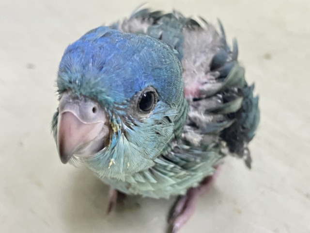 爆裂荒波？！🌊はっちゃけピーポｩ！🚨🚓🚨サザナミインコ(ターコイズ/2026年3月生まれ)