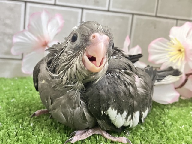 謎々明かせ！シャドウの素顔🫶🖤オカメインコ(WF/2026年3月生まれ)