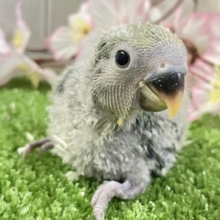 ぎゅぎゅっとイチバン❕新茶だよ(꜆*ˊᵕˋ)꜆🍵コザクラインコ(ノーマル/2026年3月生まれ)