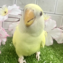 まったりひゃくぱー❕お待たせレモンケーキ🍋🧁🤍コザクラインコ(クリームルチノー/２０２６年3月生まれ)