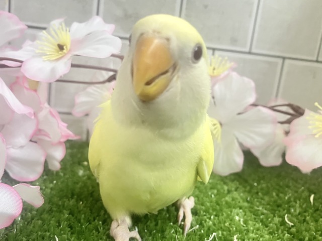 まったりひゃくぱー❕お待たせレモンケーキ🍋🧁🤍コザクラインコ(クリームルチノー/２０２６年3月生まれ)