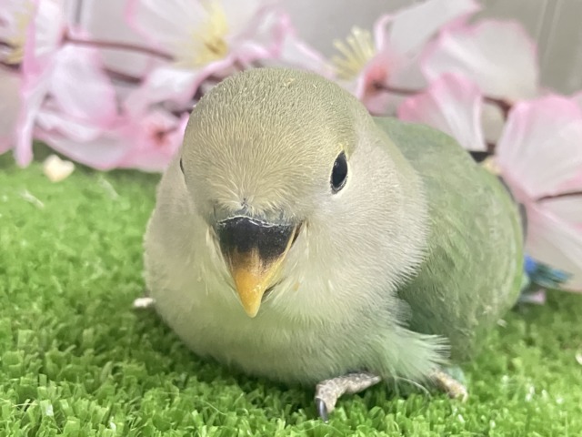 ✨最新画像✨抜け感ハナマル🍥余裕のCLEAR🪞⟡.·*🌿‬コザクラインコ(シーグリーン/2026年3月生まれ)