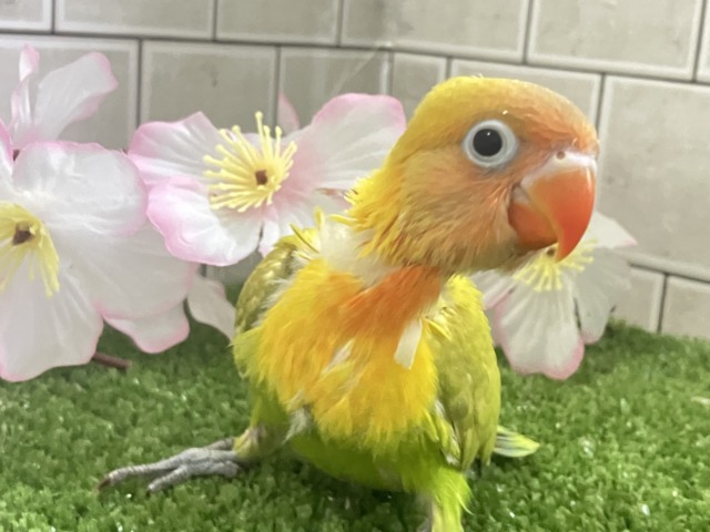 ✨最新画像✨春にパッチリ👀🌱⋆｡ふきの╰( ╯˙-˙)╯ﾄｩｯ♪🌿‬ ボタンインコ(ヤマブキ/2026年3月生まれ)