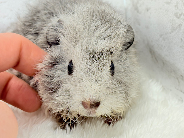 可愛いが過ぎる毛玉ちゃん🐹💖テディモルモット(女の子)