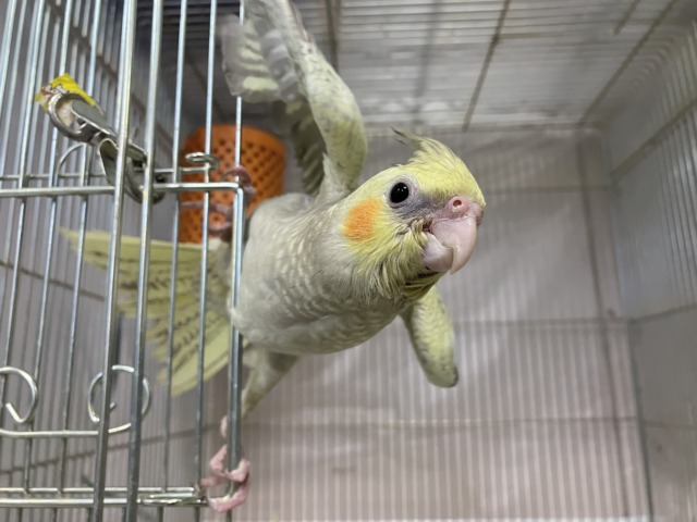 ✨️最新画像✨ほんわかマイルドカラー☕　オカメインコ