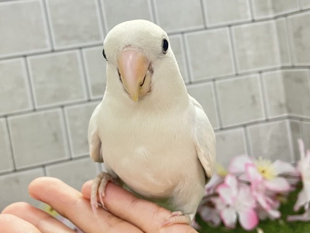 ✨最新画像✨薄っすらブルーの上品さ・・・　️️️🩵🌈🪽コザクラインコ