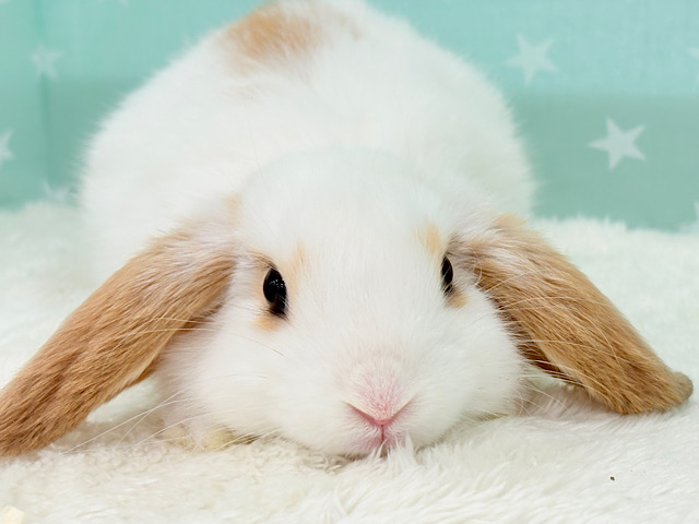 【動画更新🪄】甘々💖みたらし団子みたい🍡🧡ロップイヤーラビット(ブロークン) 女の子