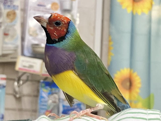 ✨最新画像✨和に彩るや🎍雨あられ〜🌈☂️.⋆⟡コキンチョウ(ノーマル/2025年1月生まれ)