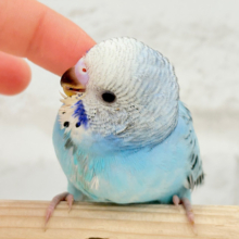 【動画更新🪄カキカキ好きになりました♡】食欲旺盛‪☆空色スカイブルー🐣🩵セキセイインコ(オパーリン) ヒナ