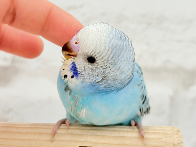 【動画更新🪄カキカキ好きになりました♡】食欲旺盛‪☆空色スカイブルー🐣🩵セキセイインコ(オパーリン) ヒナ