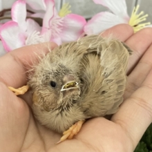 あったか湯気が〜パッパﾊﾟﾔﾊﾟﾔ♨🎶ジャンボキンカチョウ(色変わり/2026年3月生まれ)