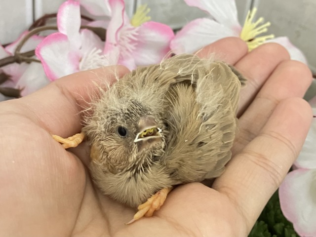 あったか湯気が〜パッパﾊﾟﾔﾊﾟﾔ♨🎶ジャンボキンカチョウ(色変わり/2026年3月生まれ)