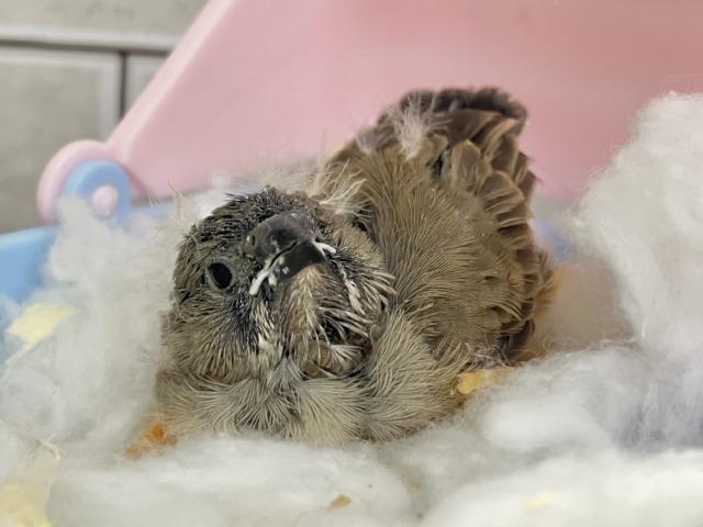 人参アンヨで！🙂‍↕️にぃにぃ見参❕🥕ジャンボキンカチョウ(ノーマル/2026年3月生まれ)