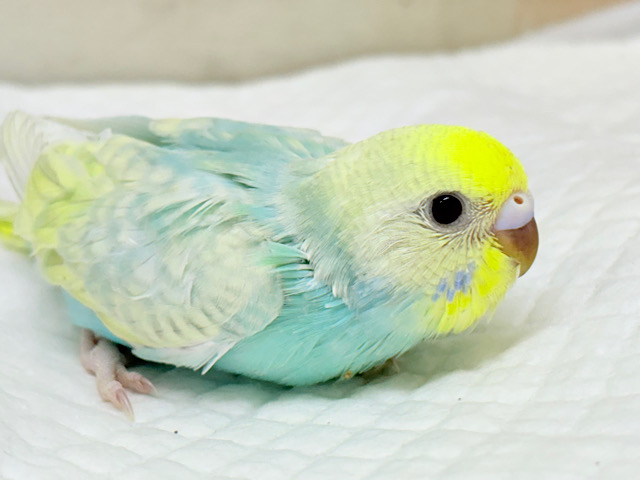 マイペースに大きくなろうねっ🐣🌸セキセイインコ(パステルカラーレインボースパングル) ヒナ