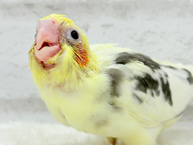 食べて寝て、ヒナ時期を満喫中~♩♩オカメインコ(パイド) ヒナ