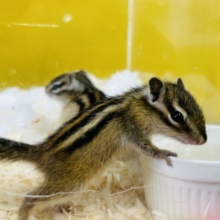 久々入舎！！🔥🔥🔥　シマリスさんがやってきましたよ～(`・ω・´)　女のコ