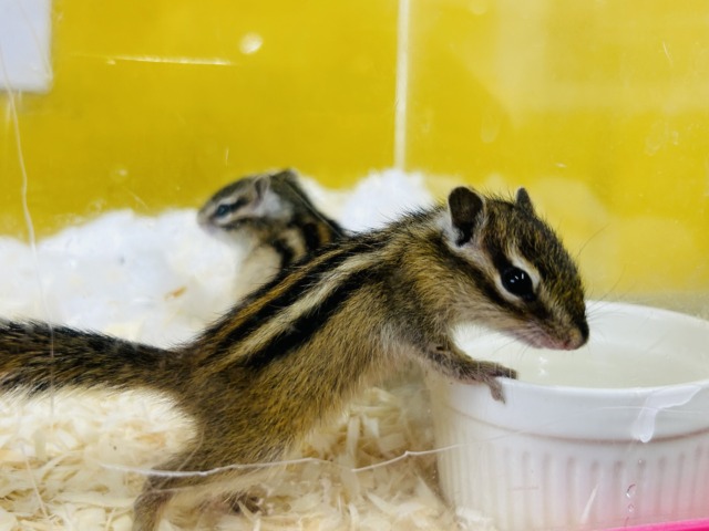 久々入舎！！🔥🔥🔥　シマリスさんがやってきましたよ～(`・ω・´)　女のコ