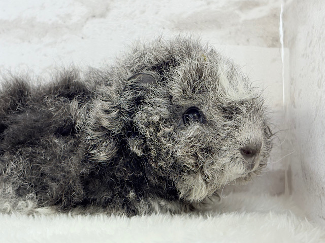ぬいぐるみみたいなもこもこちゃん🐹☁️テディモルモット(男の子)