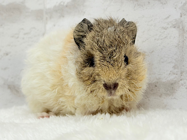 ふわもこでくるくる羊さん🐑🌿テディモルモット(男の子)