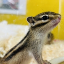 かわいいシマリスさんがやってきましたよ～🌟🌟🌟　男のコ