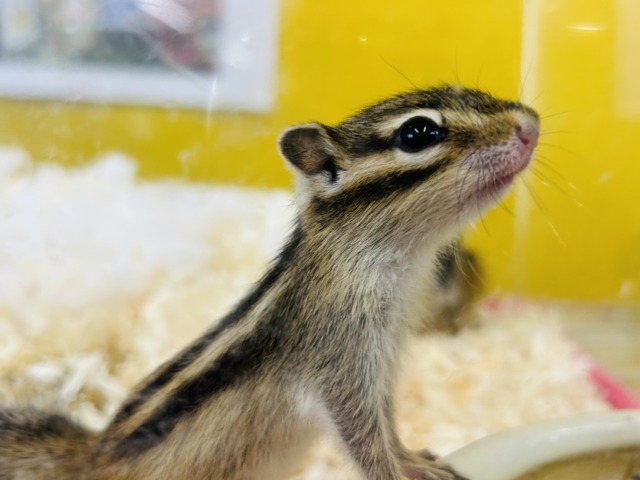 かわいいシマリスさんがやってきましたよ～🌟🌟🌟　男のコ