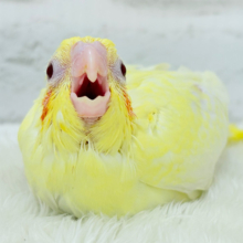 黄色の模様がトレードマーク🐣🌼オカメインコ(ルチノーパール) ヒナ