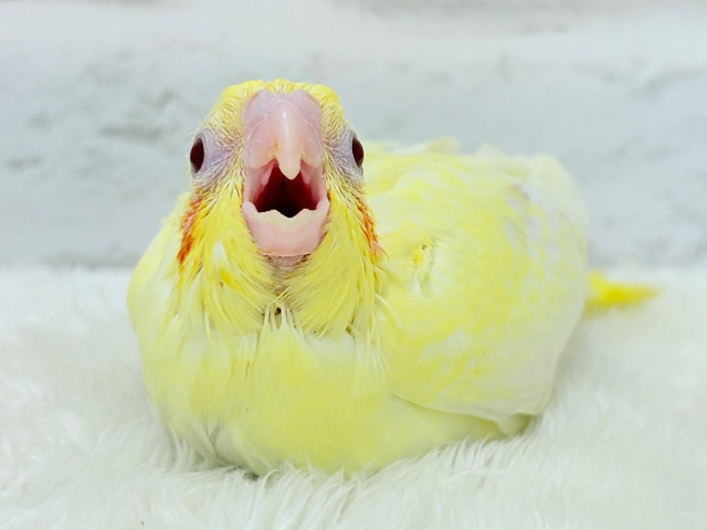 黄色の模様がトレードマーク🐣🌼オカメインコ(ルチノーパール) ヒナ