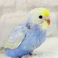 【最新画像更新🪄】幸せ詰まったぷっくりソノウ🐣🌾セキセイインコ(パステルレインボー) ヒナ