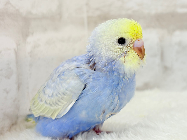 【最新画像更新🪄】幸せ詰まったぷっくりソノウ🐣🌾セキセイインコ(パステルレインボー) ヒナ