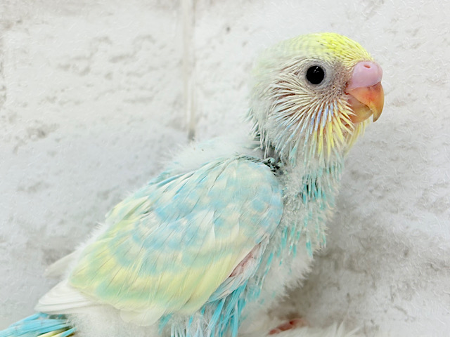 しゅわしゅわ🫧爽やかソーダちゃん🐣🍭セキセイインコ(パステルレインボー) ヒナ