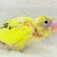小さなわた毛のヒヨコちゃん🐣💛セキセイインコ(黄色ハルクイン) ヒナ