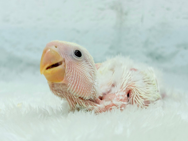 ふんわりミルクたっぷりめ🐣🍼コザクラインコ(クリームルチノー) ヒナ