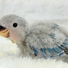 わた毛からチラリ深海ブルー🐣🌊コザクラインコ(ブルー) ヒナ