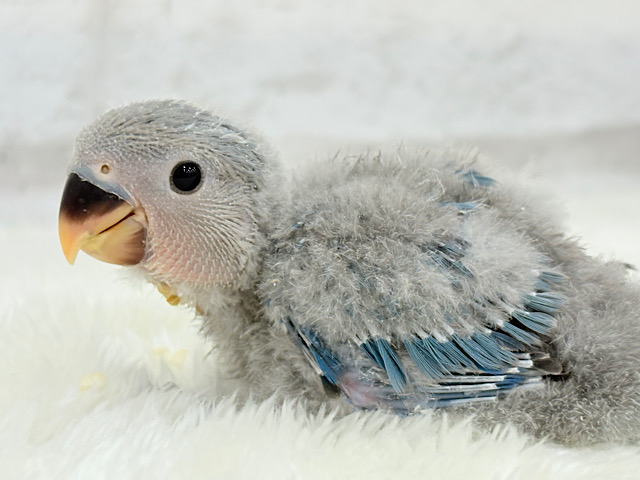 わた毛からチラリ深海ブルー🐣🌊コザクラインコ(ブルー) ヒナ