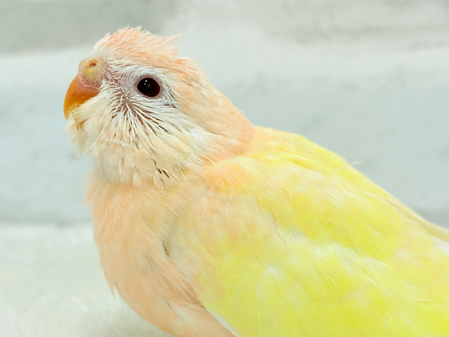 【最新画像更新🪄】果汁たっぷり🫧黄桃ちゃん🐣🍑💦アキクサインコ(ルチノー) ヒナ