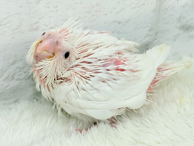 真っ白しろすけ☁️オカメインコ(ピュアホワイト) ヒナ