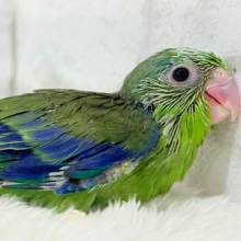 僕は、立派な枝豆王子になるよっ🐣🫛マメルリハ(ノーマル) 男の子 ヒナ