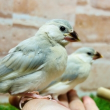 久々入舎！！パステル文鳥さんがやってきましたよ～🎵🎵