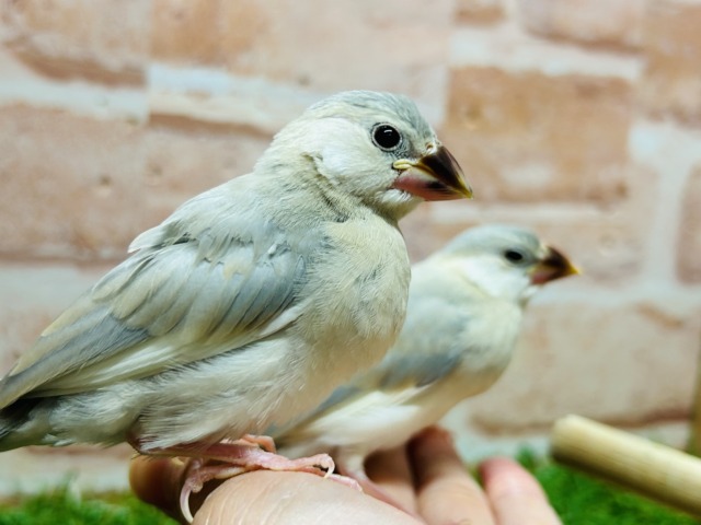 久々入舎！！パステル文鳥さんがやってきましたよ～🎵🎵