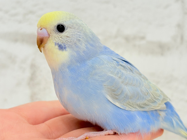 【最新画像更新🪄】うるうるおめめがたまらん可愛さっ💖💖セキセイインコ(パステルレインボー) ヒナ