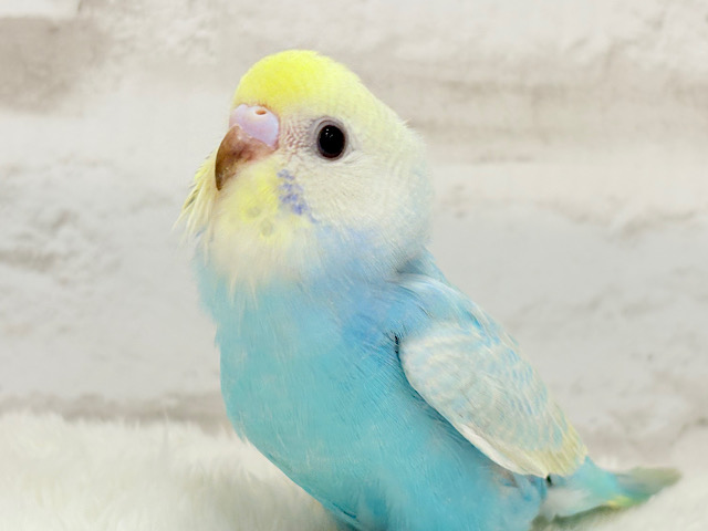 【最新画像更新🪄】手の上で落ち着きリラックス.*･ﾟセキセイインコ(パステルカラーレインボー) ヒナ