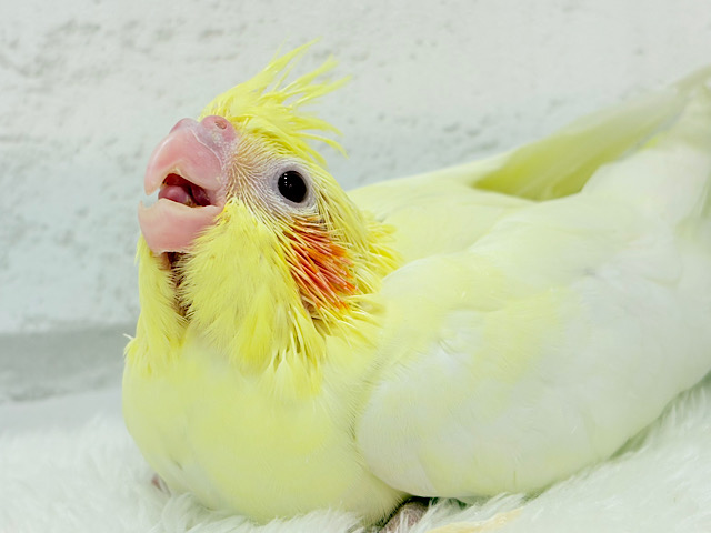 鳴き声の可愛いちっちゃな恐竜🐣‪⋆͛オカメインコ(ルチノー) ヒナ